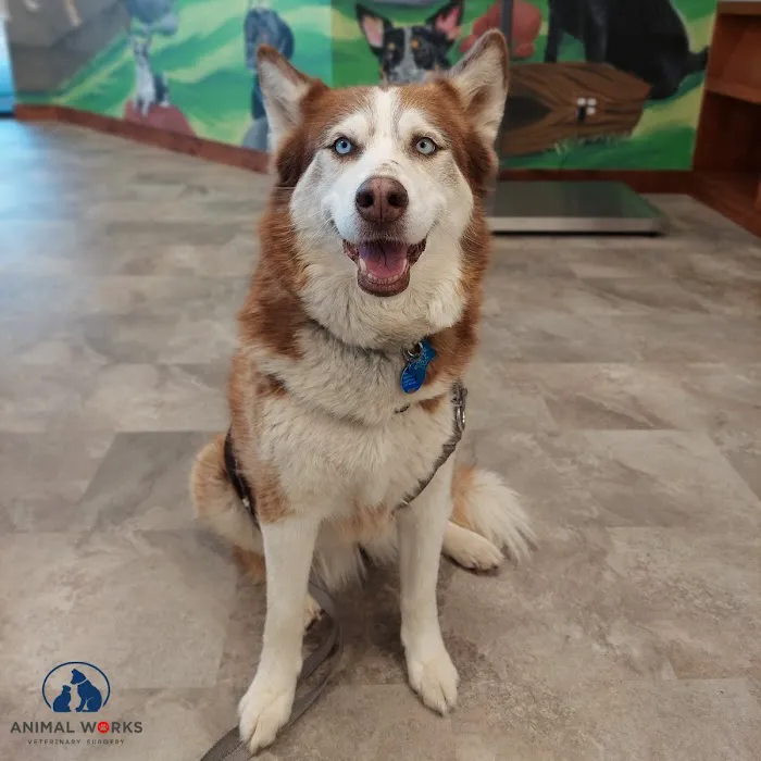 Animal Works - Veterinary Surgery 6