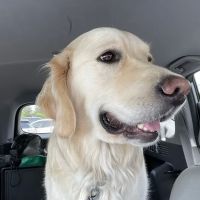 Raintree Animal Hospital ico