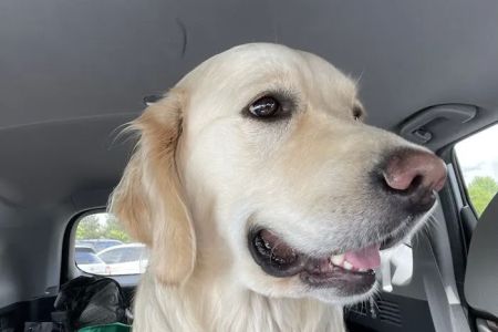 Raintree Animal Hospital