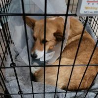 Tabby Road Animal Hospital ico