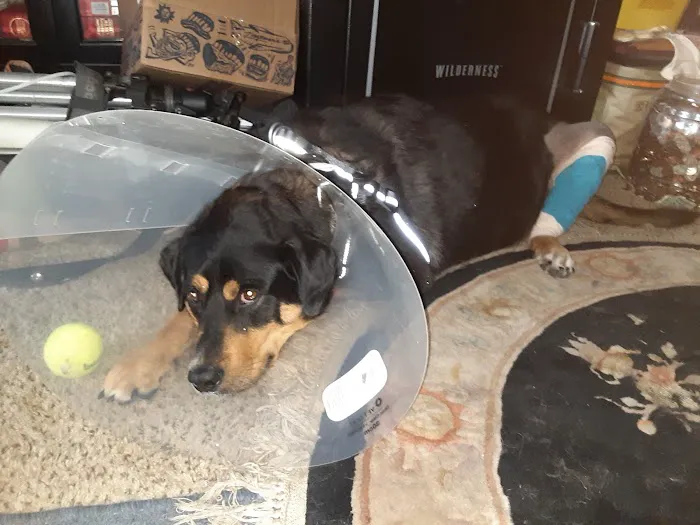 Tabby Road Animal Hospital 6