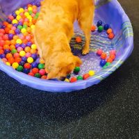 Wellington Veterinary Hospital ico