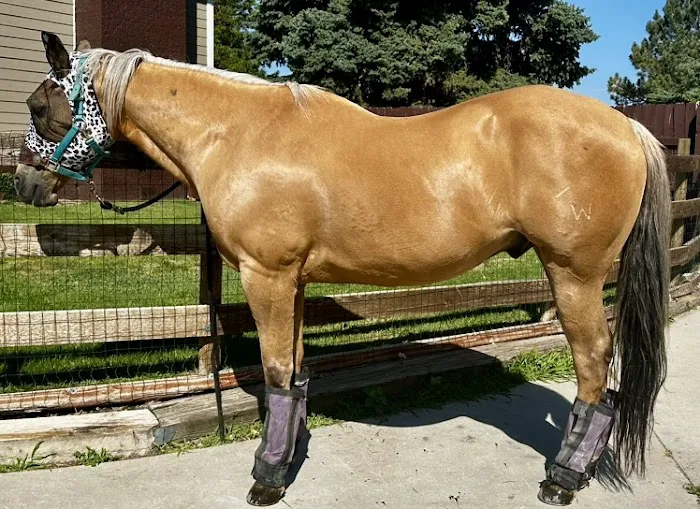 Block & Bridle Veterinary Service 1