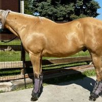 Block & Bridle Veterinary Service ico