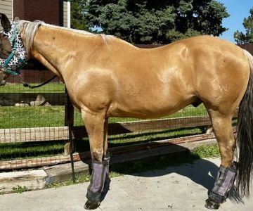 Block & Bridle Veterinary Service