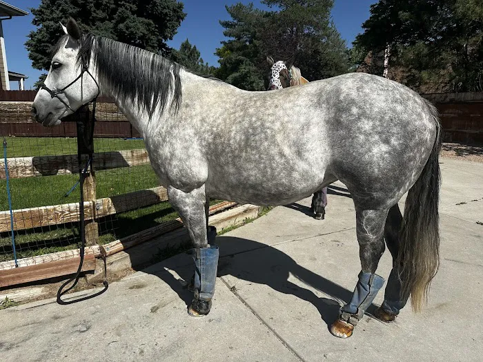 Block & Bridle Veterinary Service 2