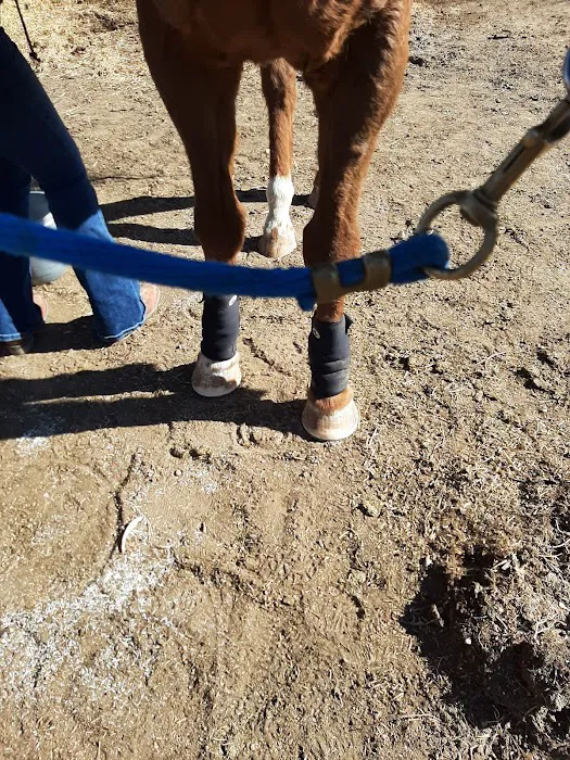 Block & Bridle Veterinary Service 9