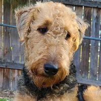 Cook Veterinary Hospital ico