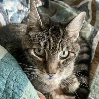 VCA Northwest Animal Hospital ico