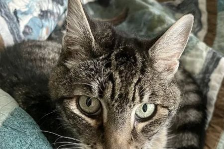 VCA Northwest Animal Hospital