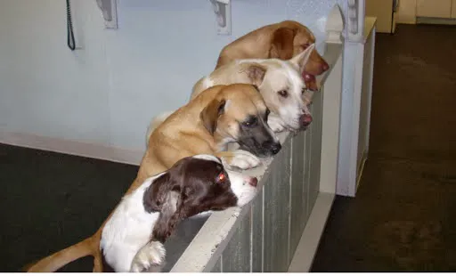 VCA Northwest Animal Hospital 12