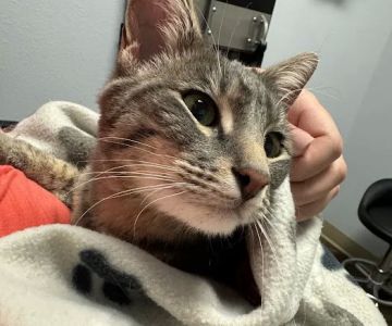 Uintah Pet Emergency