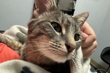 Uintah Pet Emergency