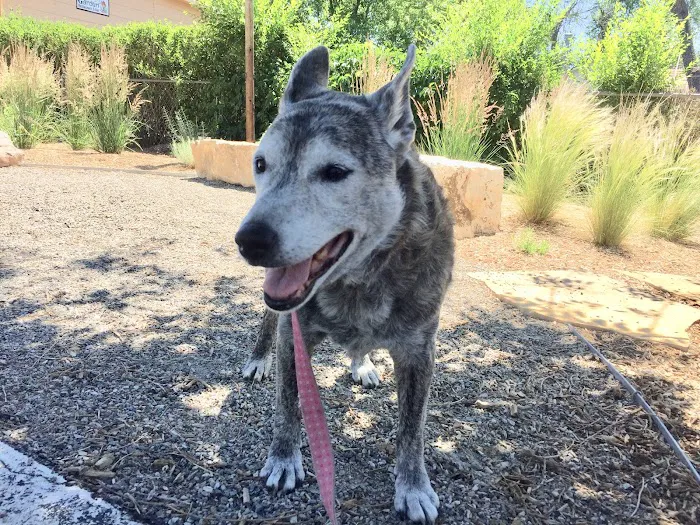 Healing Path Animal Wellness 8