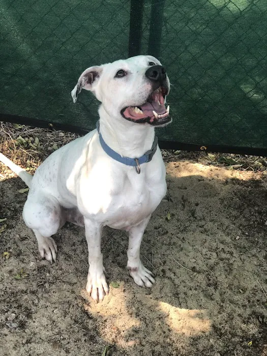 Westside Animal Hospital 12