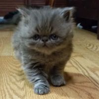 Ball-Chatham Veterinary Services ico