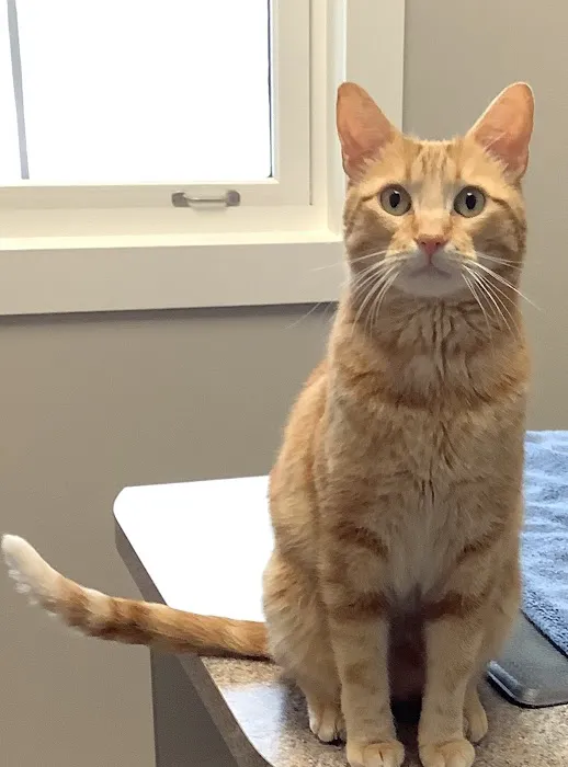 The Pet Doctor 12