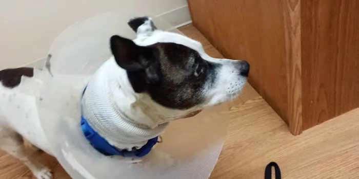 Wilderness Trace Veterinary Clinic 12