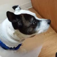 Wilderness Trace Veterinary Clinic ico