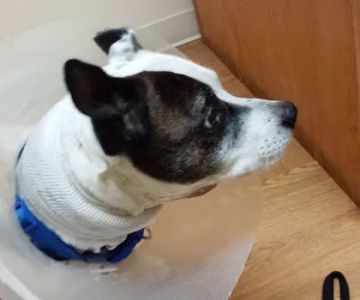Wilderness Trace Veterinary Clinic