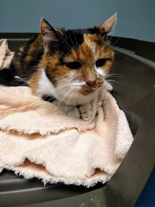 Countryside Animal Hospital 9