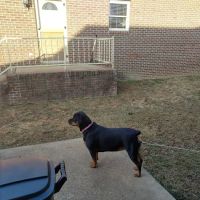Montgomery Veterinary Clinic: Dr. John MacDonald ico