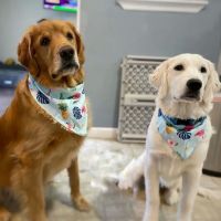 Morehead Veterinary Clinic ico