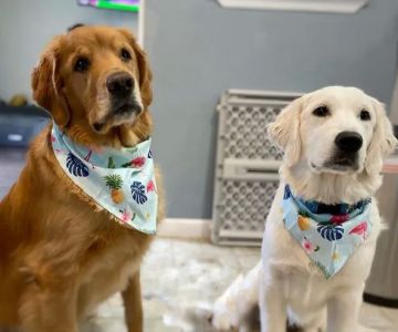 Morehead Veterinary Clinic