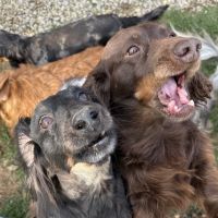 Maplewood Animal Clinic ico