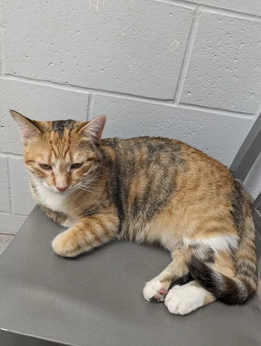 Tri County Animal Emergency Clinic 6