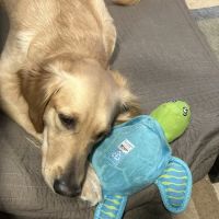 Pekin Veterinary Clinic: Walsh Jami S DVM ico