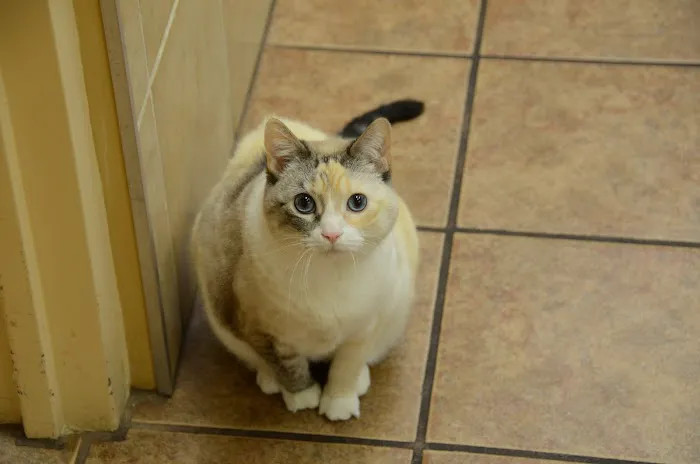 Pekin Veterinary Clinic 4