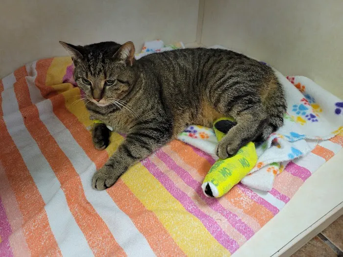 Pekin Veterinary Clinic 8