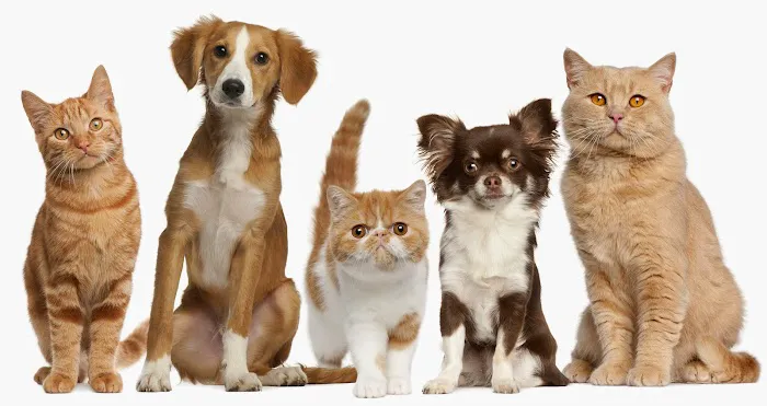 Lange Animal Clinic 2