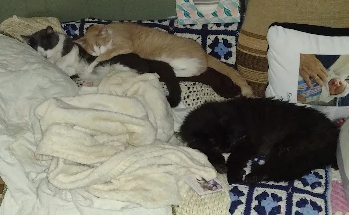Pekin Animal Hospital 5