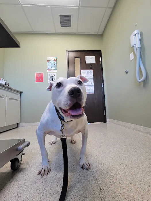 Meadowbrook Veterinary Clinic - South 1
