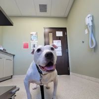 Meadowbrook Veterinary Clinic - South ico