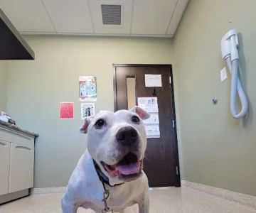 Meadowbrook Veterinary Clinic - South