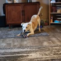 Hometown Veterinary Clinic ico