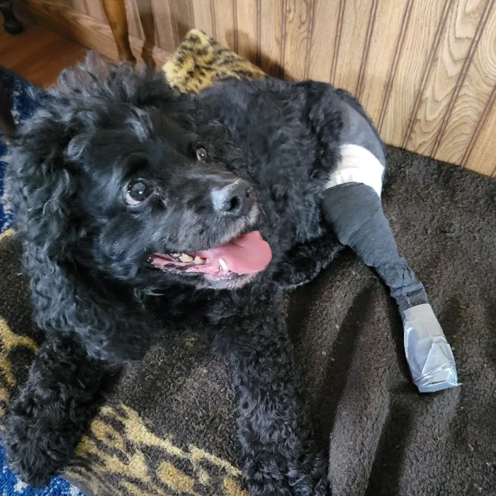 Peoria Area Veterinary Group of Peoria 4