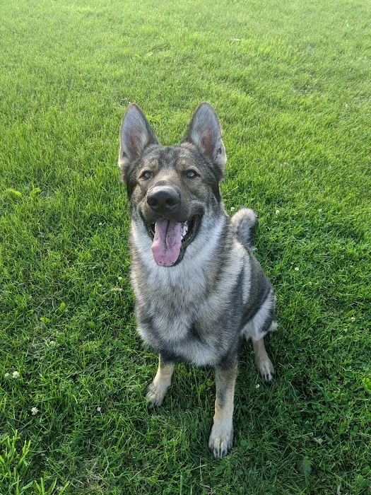 Peoria Area Veterinary Group of Peoria 5