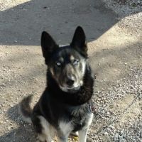 Peoria Area Veterinary Group of Peoria ico