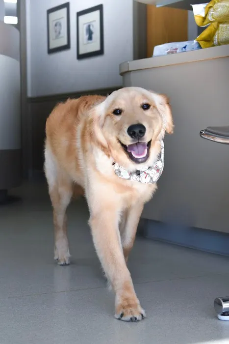 BIG HOLLOW COMPANION ANIMAL HOSPITAL 1