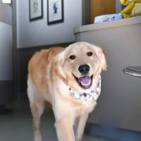 BIG HOLLOW COMPANION ANIMAL HOSPITAL ico