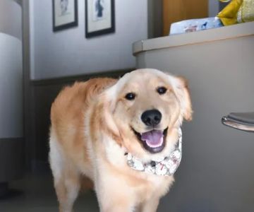 BIG HOLLOW COMPANION ANIMAL HOSPITAL