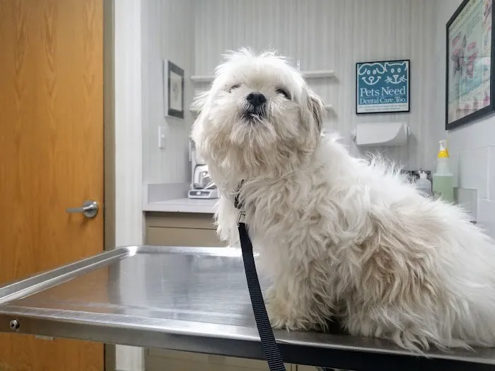BIG HOLLOW COMPANION ANIMAL HOSPITAL 6