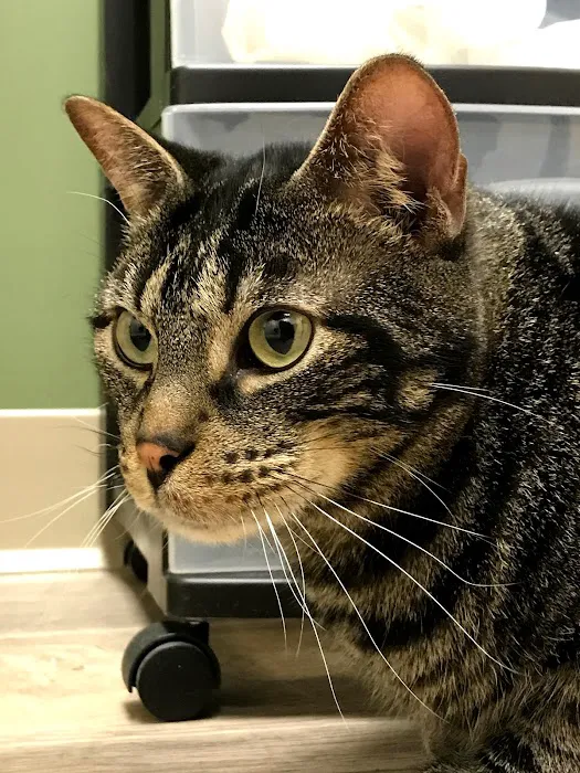 Prairie Animal Hospital 8