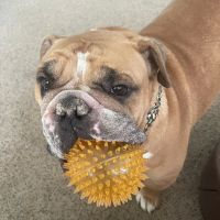 Tender Care Animal Hospital of Peoria ico