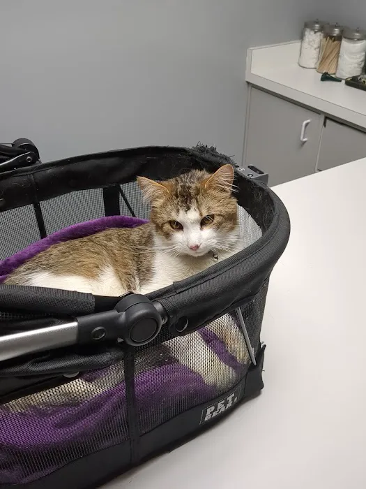 Limestone Companion Animal Hospital 1