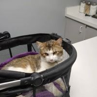 Limestone Companion Animal Hospital ico